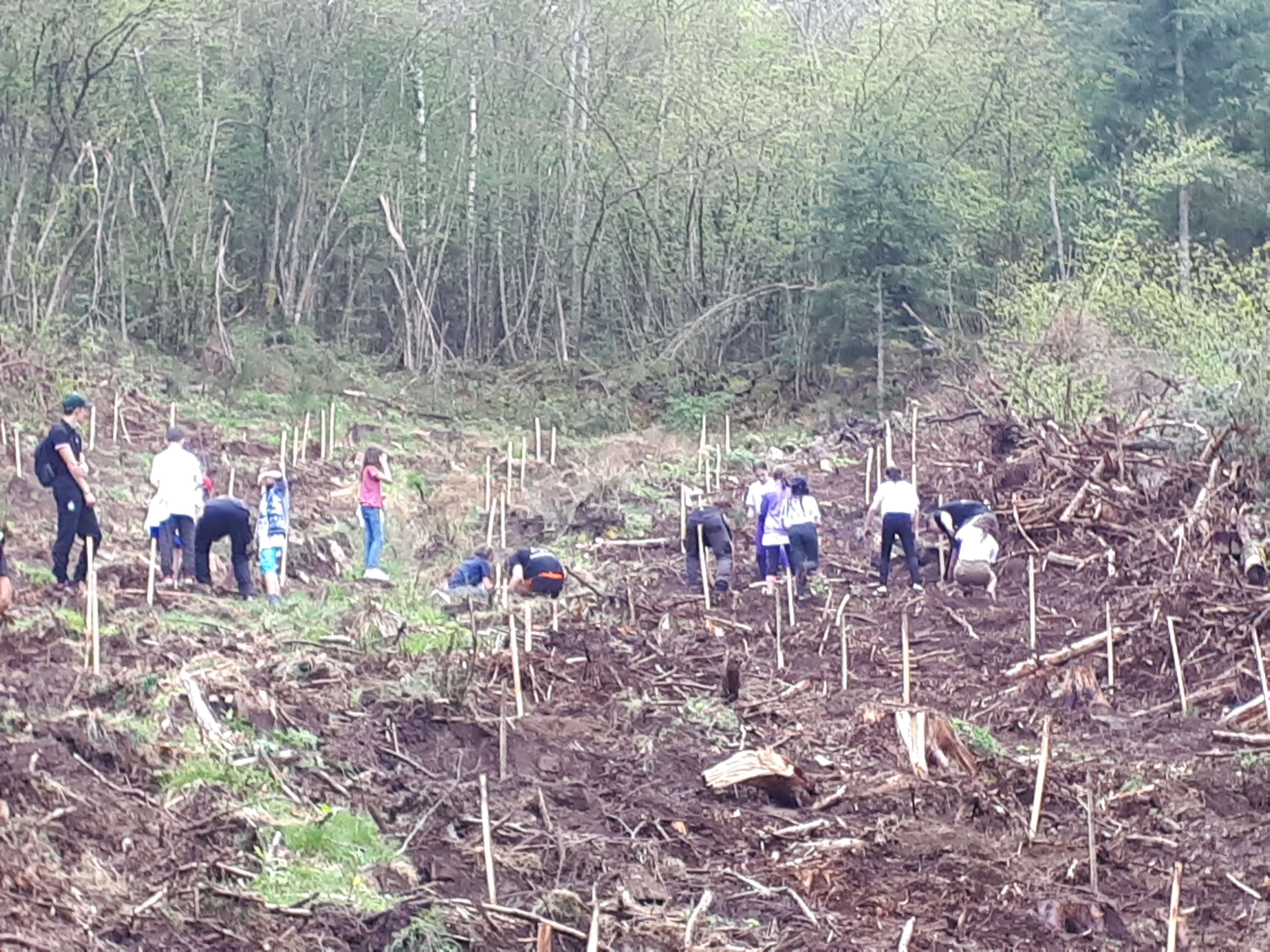 Visuel : Plantation d'arbres avec l'ASSE